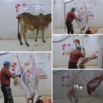 وزعت مؤسسة خطوات للتنمية الإنسانية ذبيحة رأس من البقر 150ك